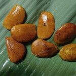 Picralima nitida Fruto