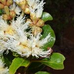 Arillastrum gummiferum Floare