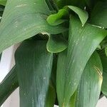 Aspidistra elatior Frunză