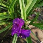 Tradescantia × andersoniana Flower