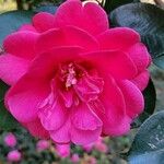 Camellia sasanquaപുഷ്പം