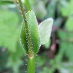 Saxifraga hostii Mosusu