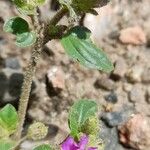 Allionia incarnata Flower