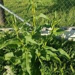 Rumex palustris Hábito