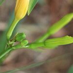 Hemerocallis middendorffii Φρούτο