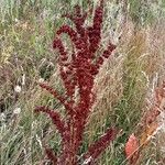 Rumex aquaticus 果