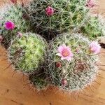 Mammillaria wrightii Flor
