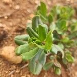 Talinum portulacifolium Blad