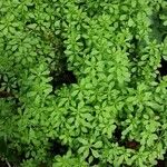 Galium verrucosum आदत