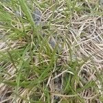 Carex humilis List