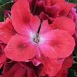 Pelargonium grandiflorum Fleur