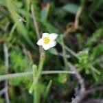 Linum catharticum Flower