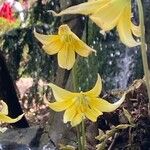 Erythronium tuolumnense Blomma