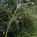 Rosa dumalis Bark