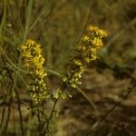 Solidago puberula Цветок