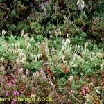 Lycopodium × zeilleri Elinympäristö