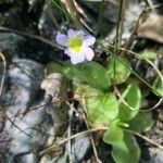 Pinguicula crystallina Žiedas