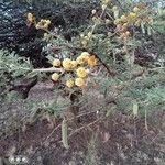 Vachellia nilotica Blomst