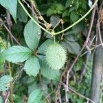 Echinocystis lobata Fruit