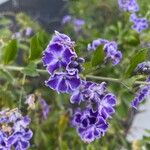 Duranta erecta Fula