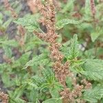 Amaranthus deflexus Fruit