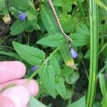 Scutellaria galericulata Flor