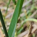 Triticum monococcum Φύλλο