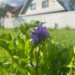 Campanula glomerata Blüte