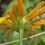 Buphthalmum salicifolium 花