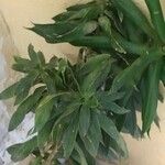 Dracaena angustifolia برگ