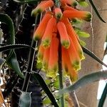 Aloiampelos ciliaris Flower