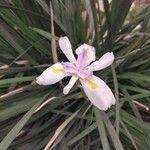 Dietes iridioides ফুল