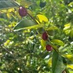 Triphasia trifolia Fruit