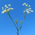 Anthriscus sylvestris 整株植物