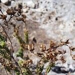 Hypericum ericoides Fruit