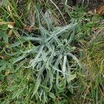 Plantago monosperma Blad