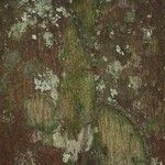 Pouteria engleri Bark