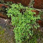 Euphorbia peplus Habit