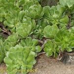 Aeonium glutinosum Habitus