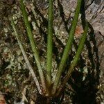Isoetes lacustris Diğer