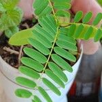 Delonix regia List