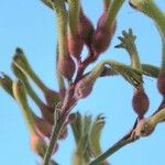 Anigozanthos flavidus 花