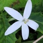 Hippobroma longiflora Flor