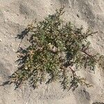 Oxybasis chenopodioides অভ্যাস