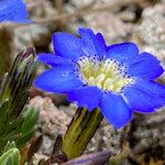 Gentiana sedifolia Květ