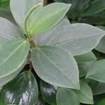 Peperomia rotundifolia Hoja