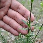 Silene tatarica Blad