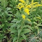 Solidago gigantea Vekstform