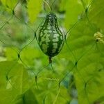 Melothria scabra Fruit