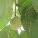 Artocarpus nitidus Fruit